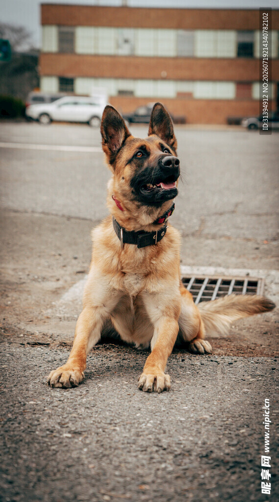 可爱德国牧羊犬坐地露笑