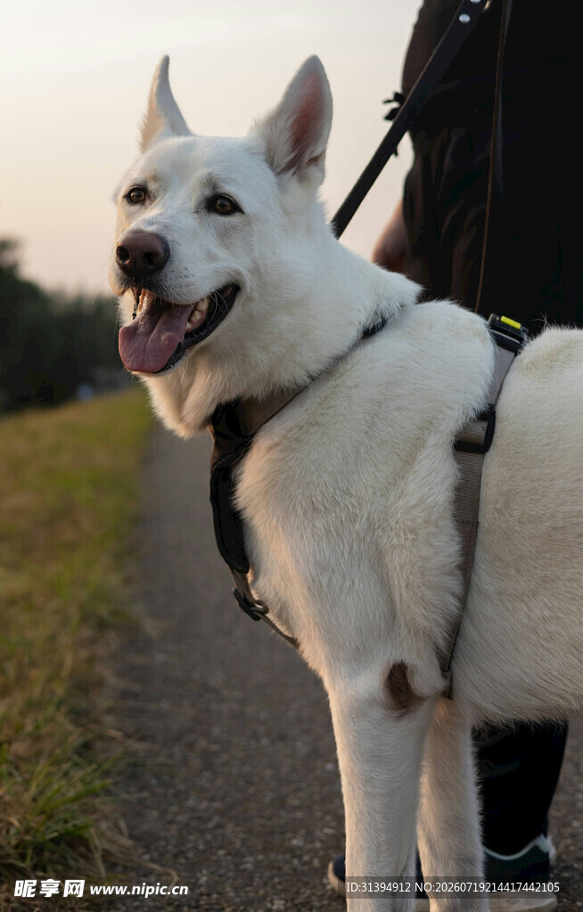 户外牵绳的帅气白犬