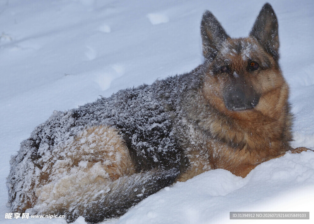 雪地中的德国牧羊犬