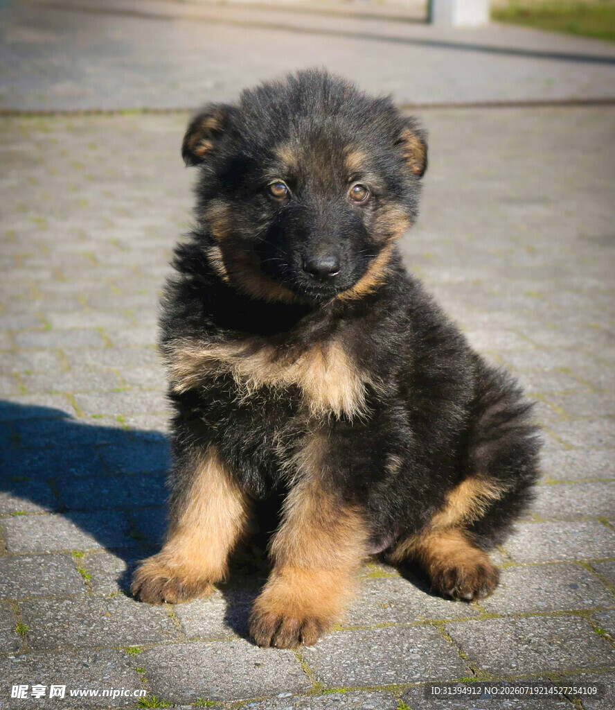 可爱的德国牧羊犬幼犬