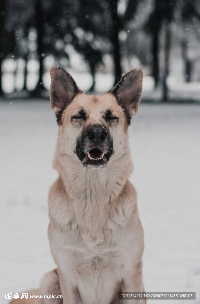 雪地中的可爱德国牧羊犬