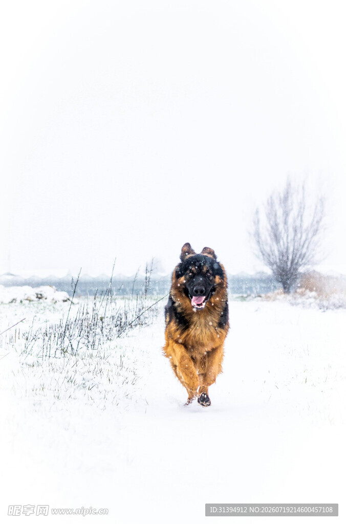 雪地中奔跑的德国牧羊犬