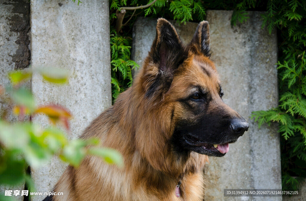 德国牧羊犬户外帅气模样