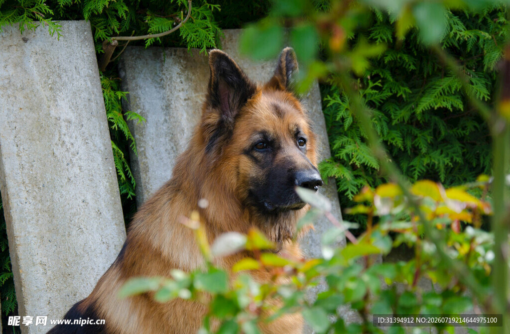 德国牧羊犬于绿植间