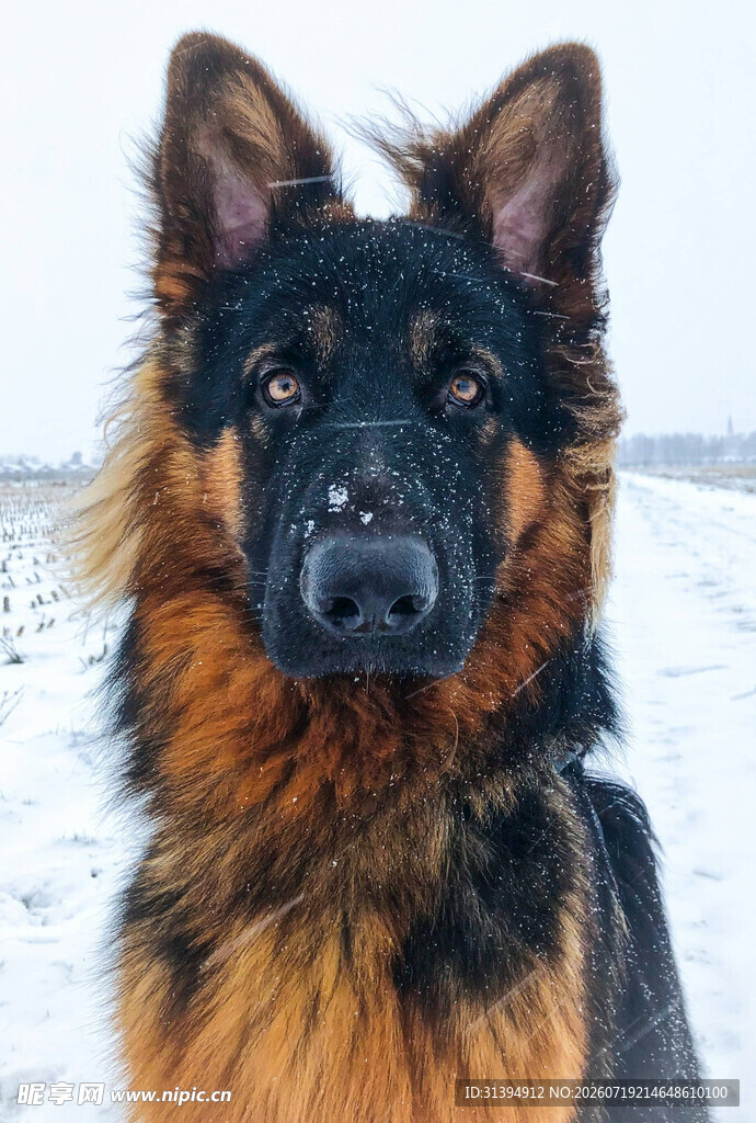 雪地中的德国牧羊犬