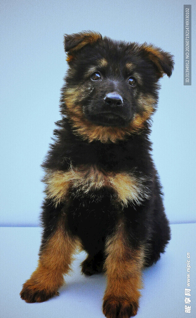 可爱黑棕相间幼犬