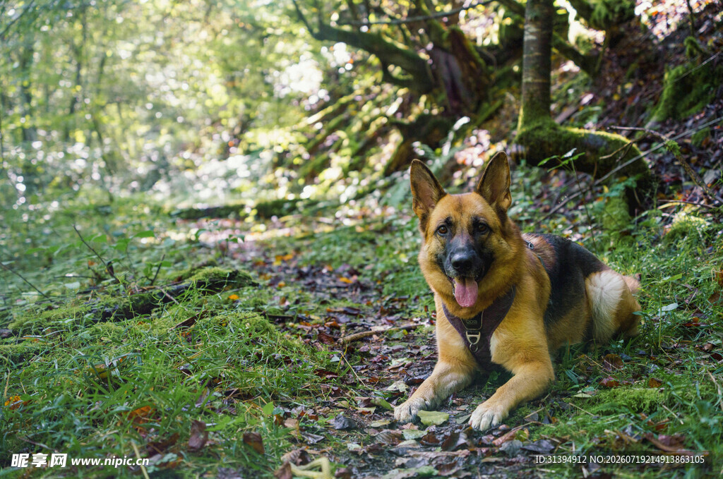 森林中休憩的德国牧羊犬