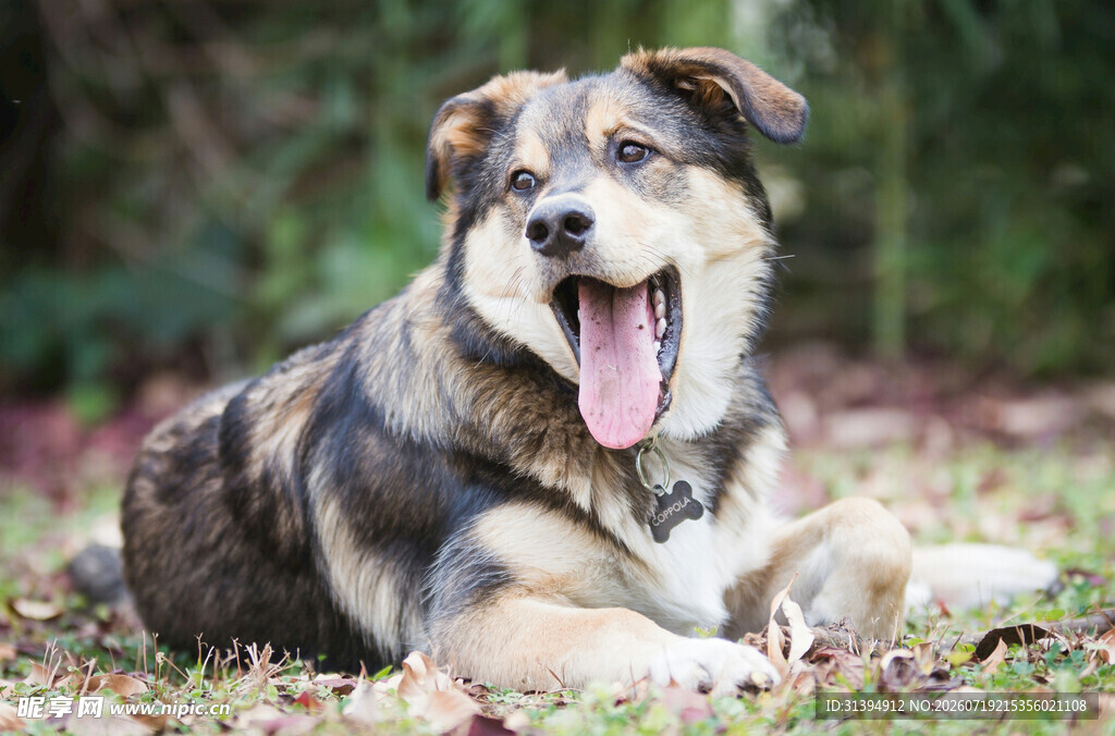 趴着吐舌的可爱混血犬