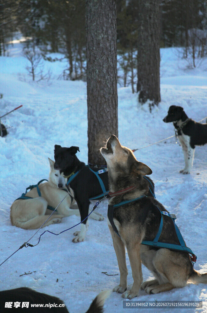 雪地中休憩的几只工作犬