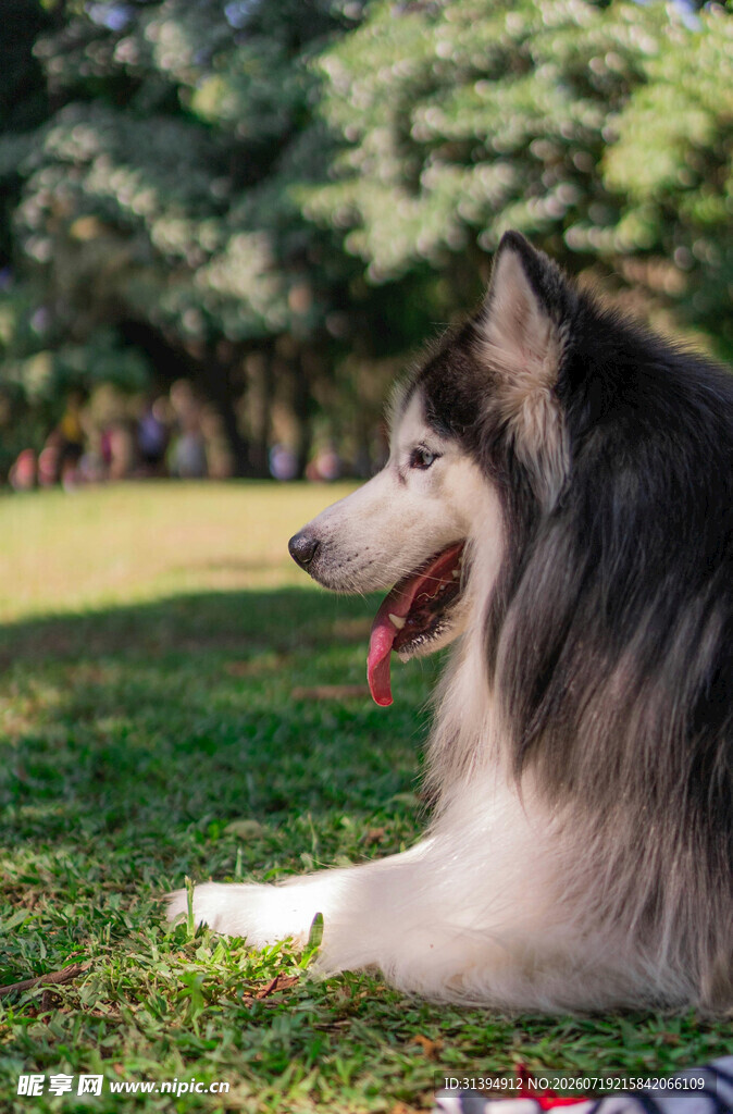 草地休憩的帅气阿拉斯加犬