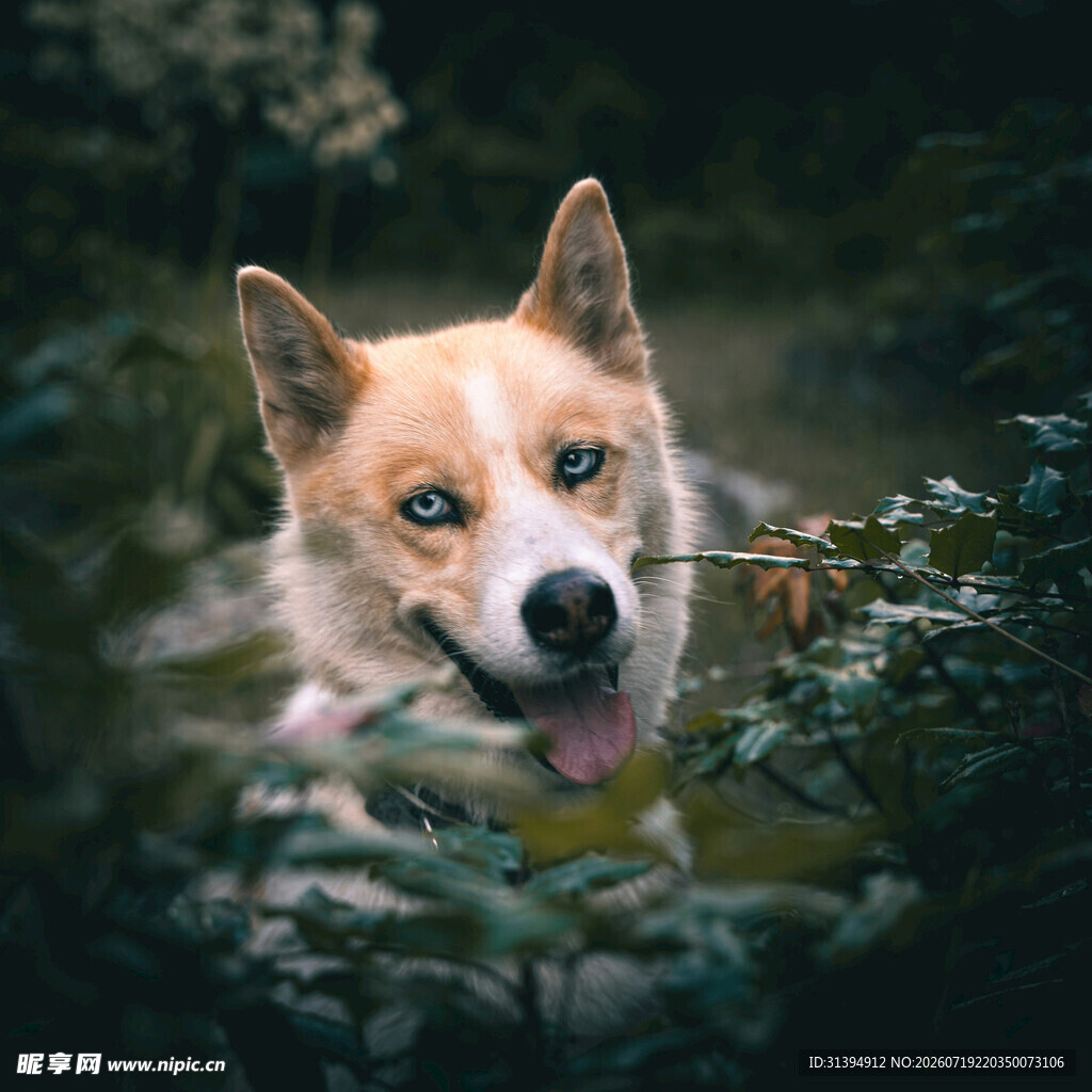 可爱柯基在绿植间吐舌卖萌