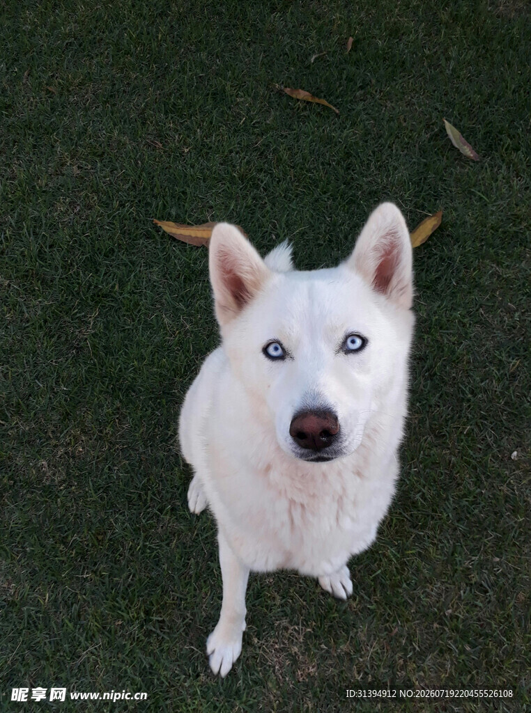 蓝眼白犬蹲坐于绿草地