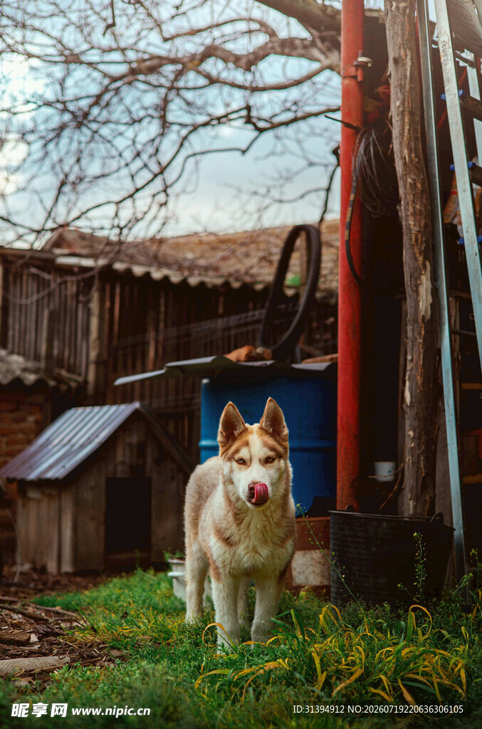 院子里的可爱柯基犬