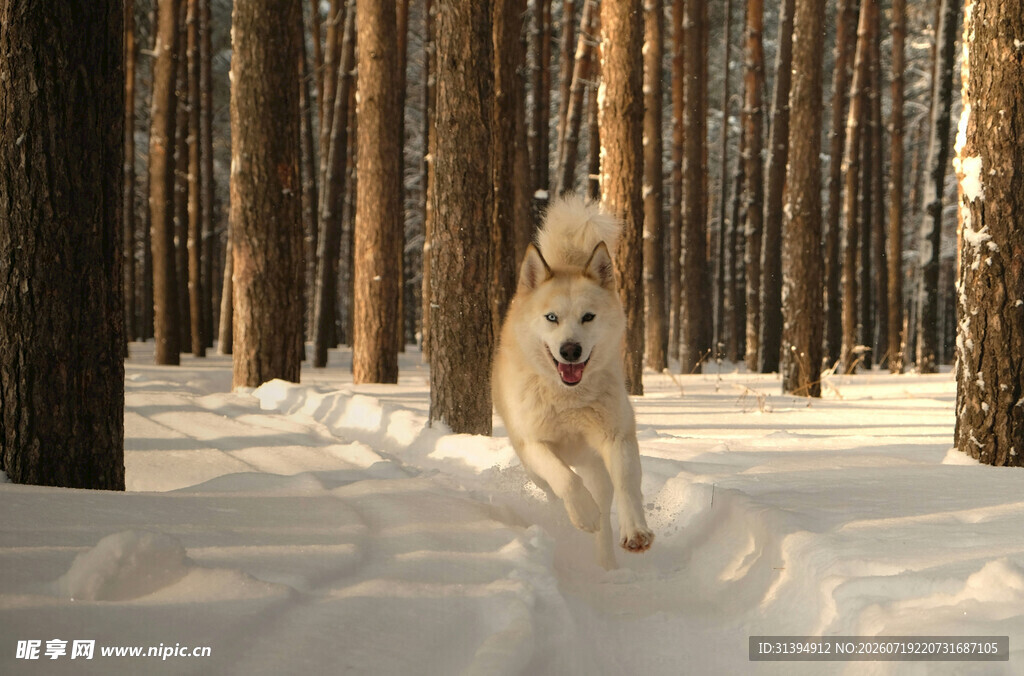 雪地中奔跑的金毛犬