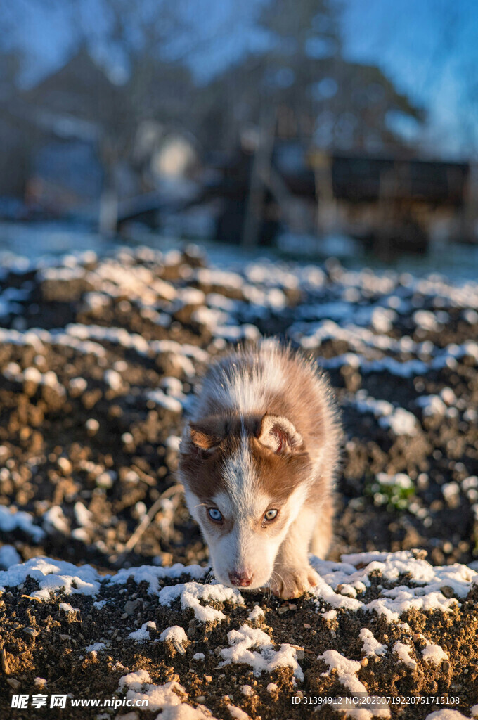 雪地中的可爱猫咪