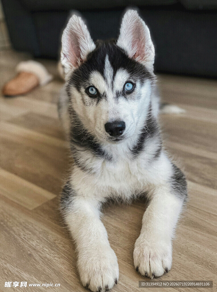 可爱哈士奇幼犬趴地