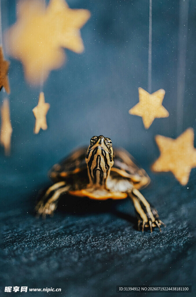 星下萌龟