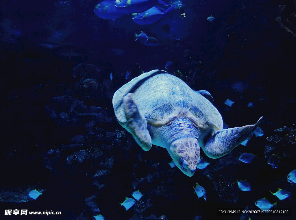 深海中游动的神秘海龟