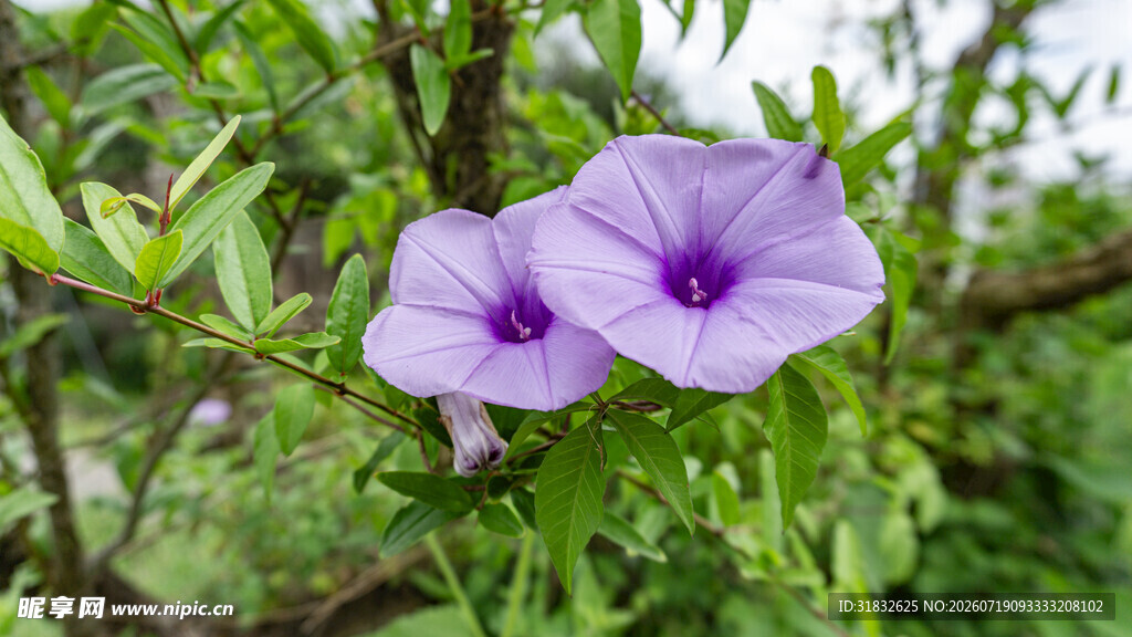 两朵紫色牵牛花绽放