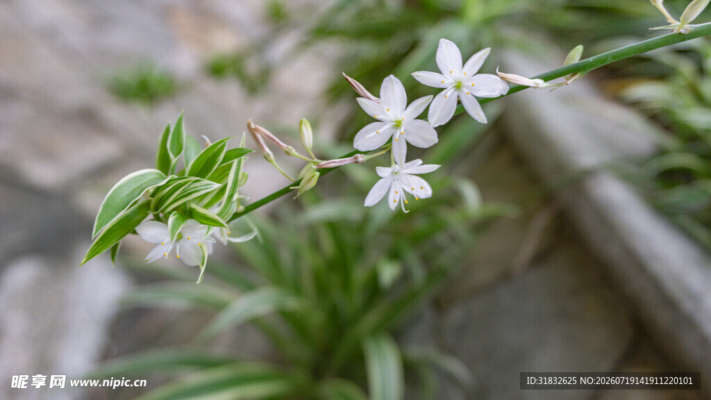 白色小花绽放于绿植间