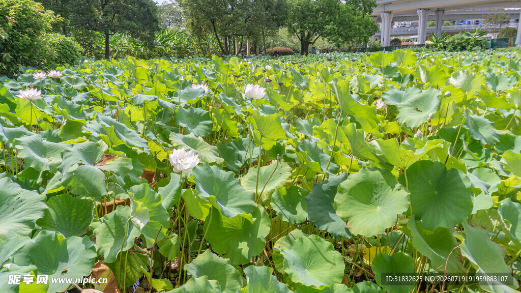 夏日荷塘中的荷花与荷叶