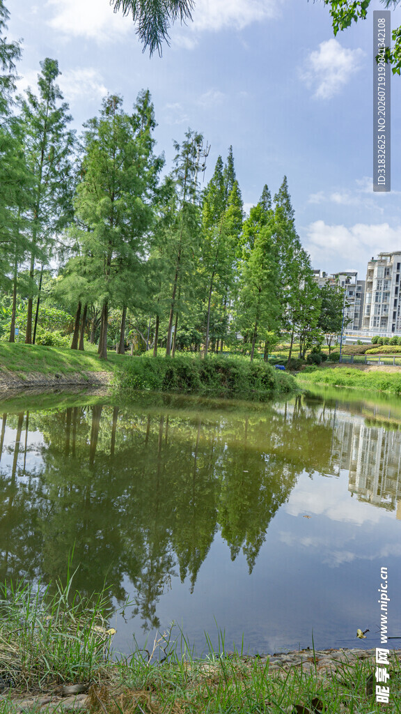 湖畔绿树成荫的宁静美景