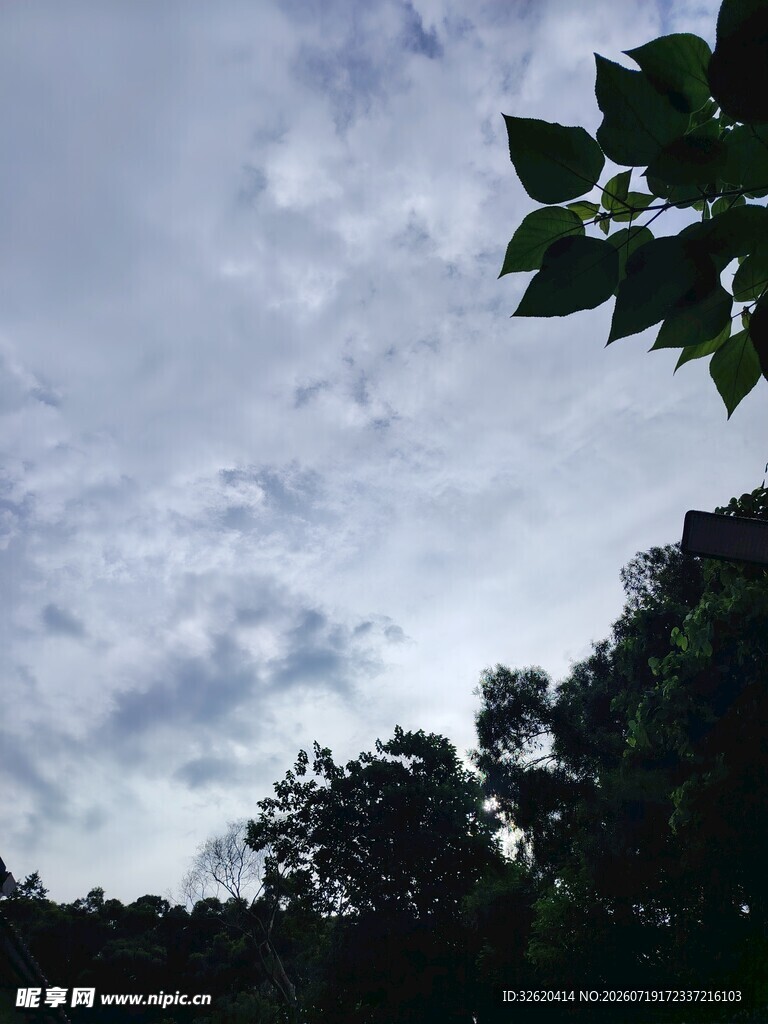 林间天空与枝叶的景致