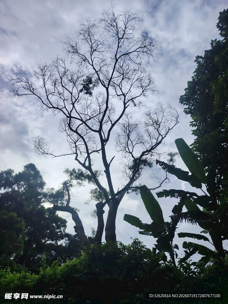 荒野枯树与繁茂绿植