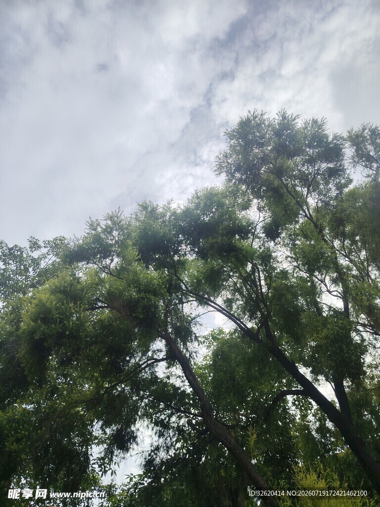 仰视树冠与天空景象