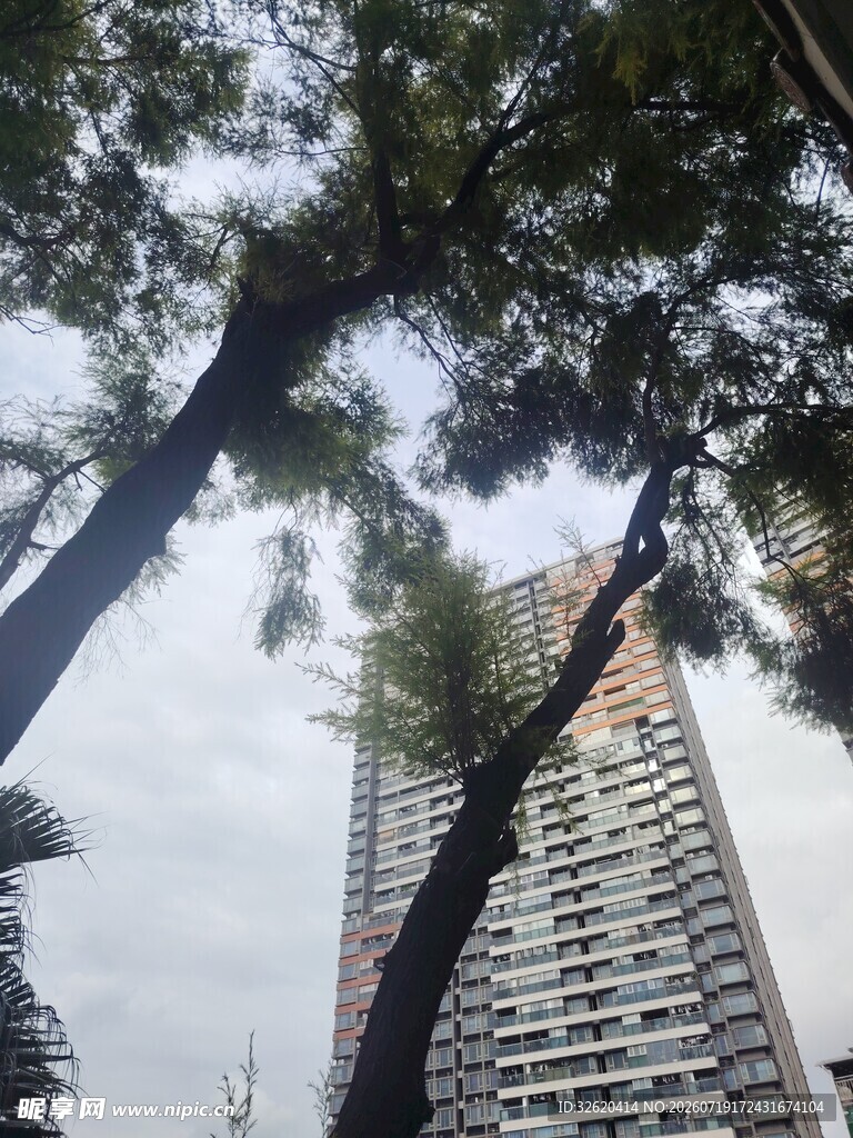 仰视高楼与繁茂树木