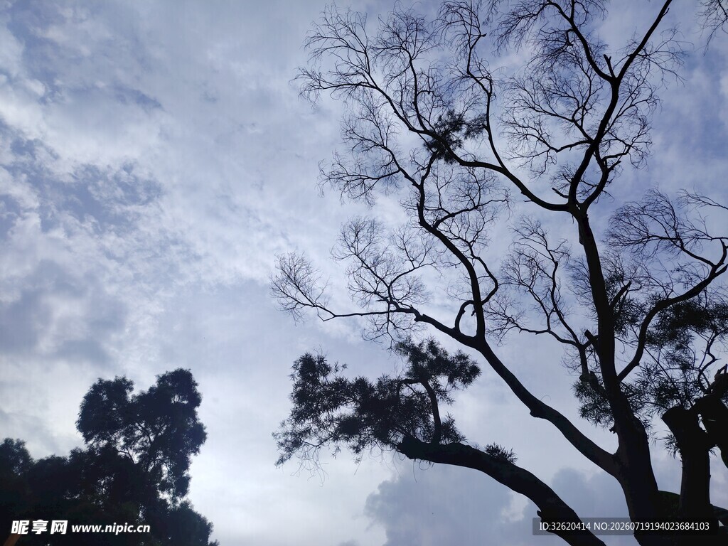 天空下的枯树剪影