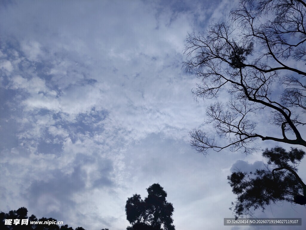 天空下的树木与云朵