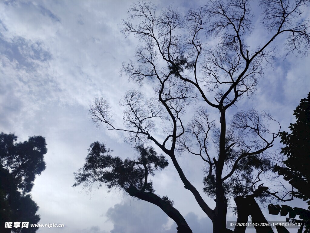 冬日枯树与天空景致