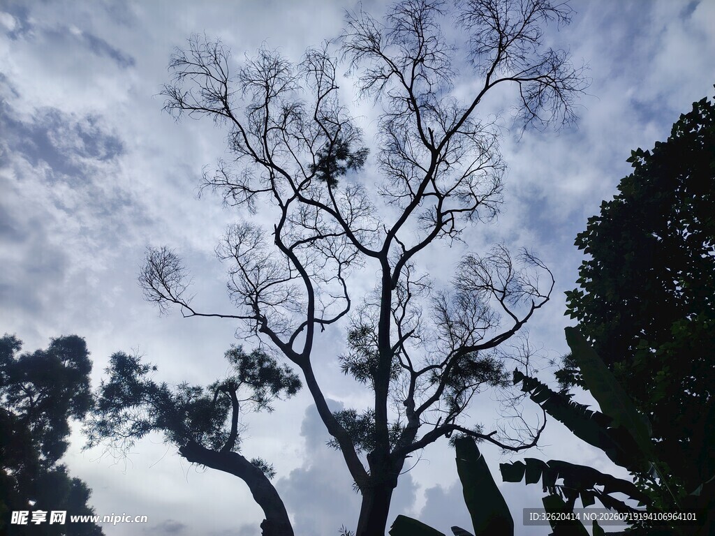 枯树立于苍穹之下