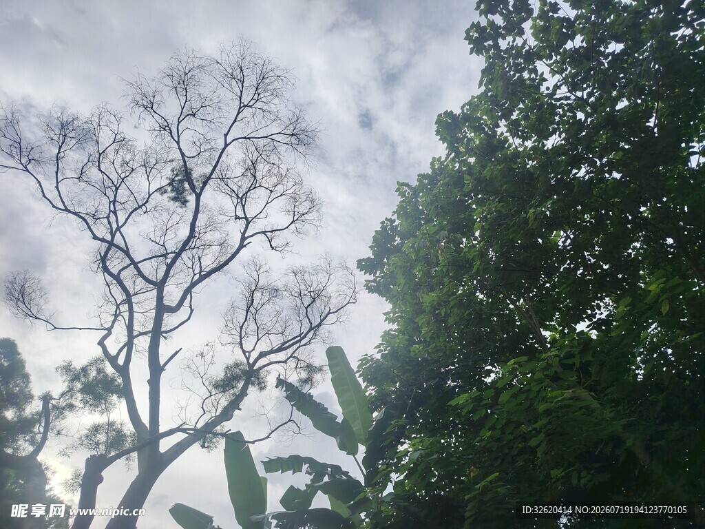 枯树与绿树映衬的天空