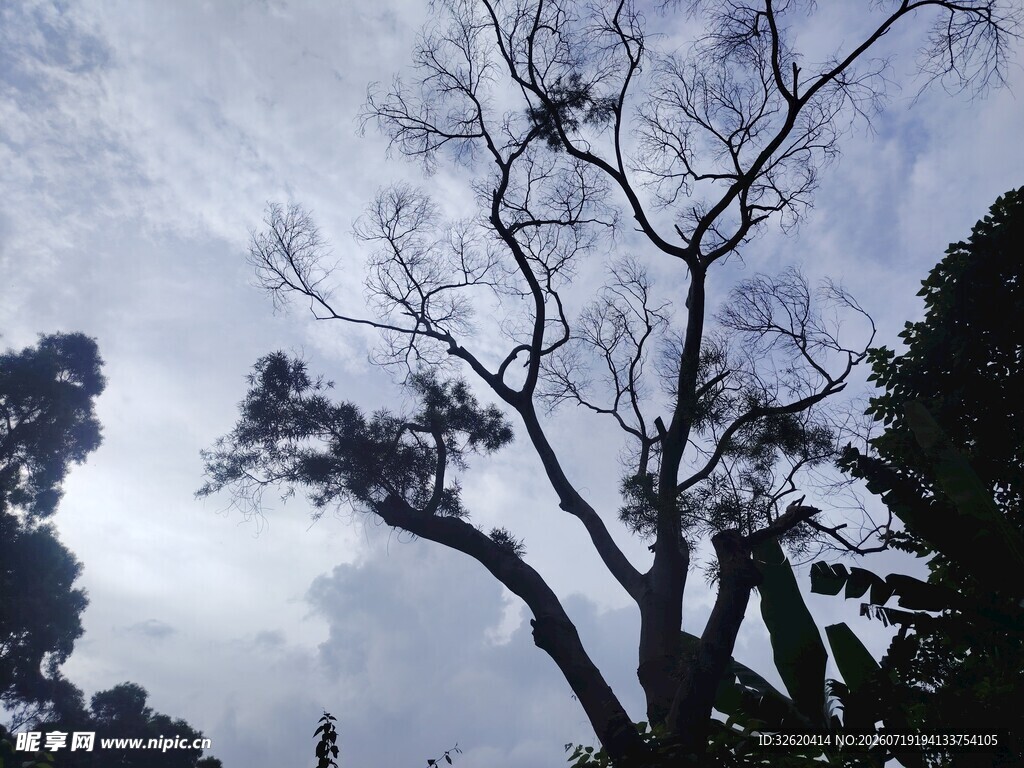 枯树与蓝天背景下的景象