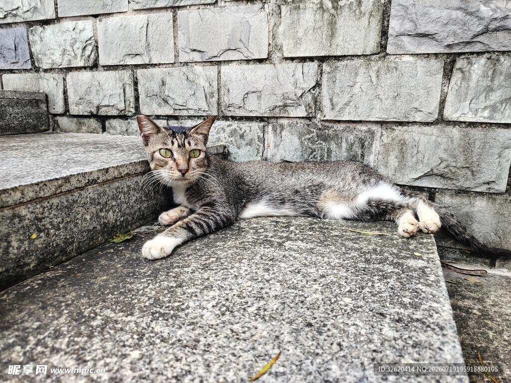 猫咪