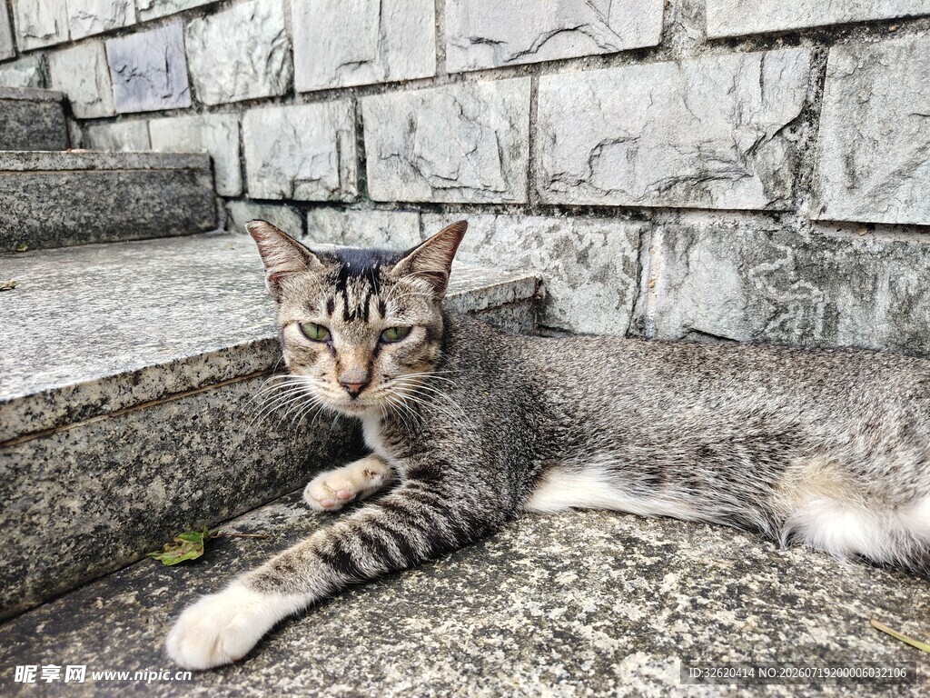 猫咪