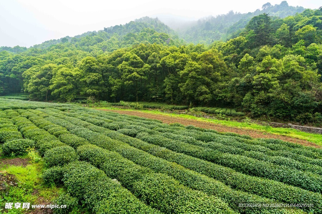 翠绿茶园青山环绕美景