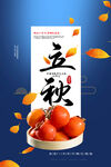 立秋时节诱人柿子登场