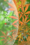 立秋时节枫叶初显秋意