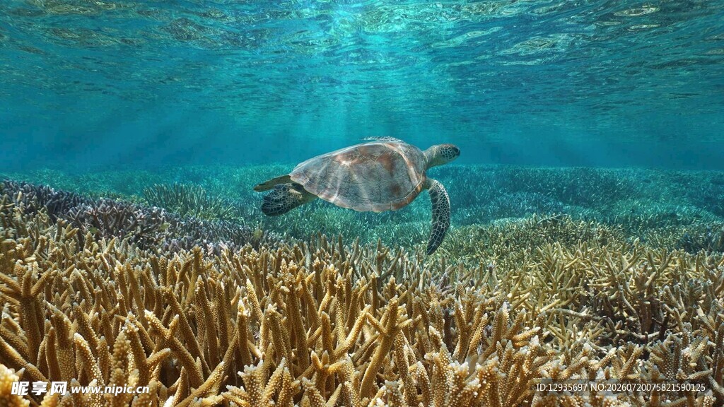 海底海龟