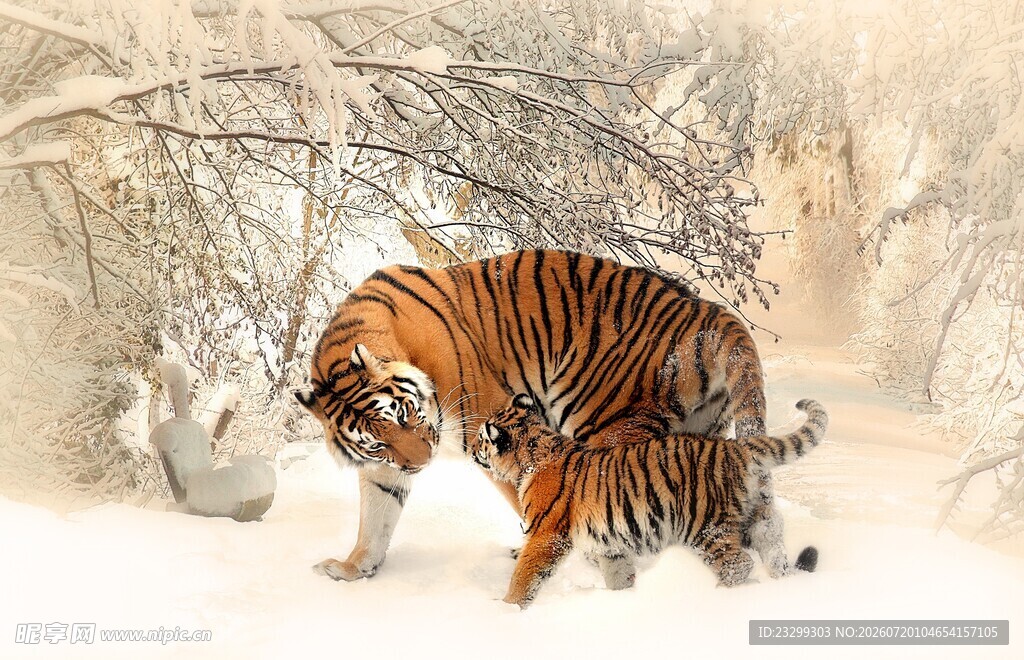 雪地中独行的斑斓猛虎