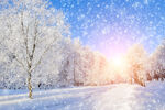 冬日雪景中的阳光树林