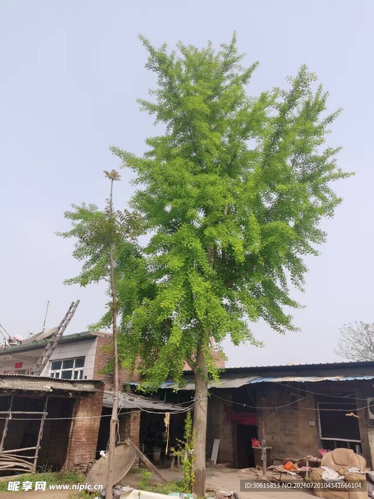 银杏树的岁月