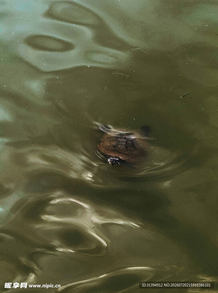 水中的小乌龟