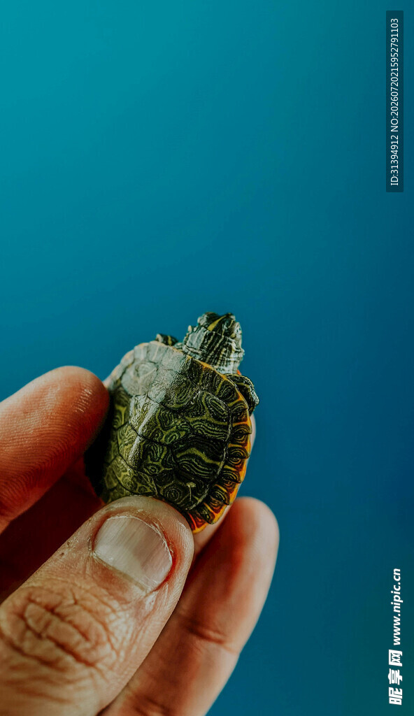 手捧小海龟