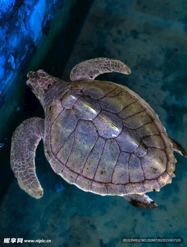水中的海龟