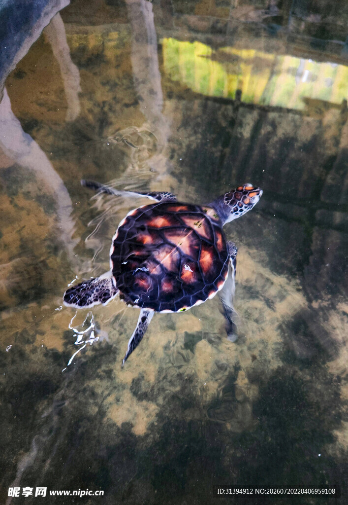 水中的彩色花纹小乌龟