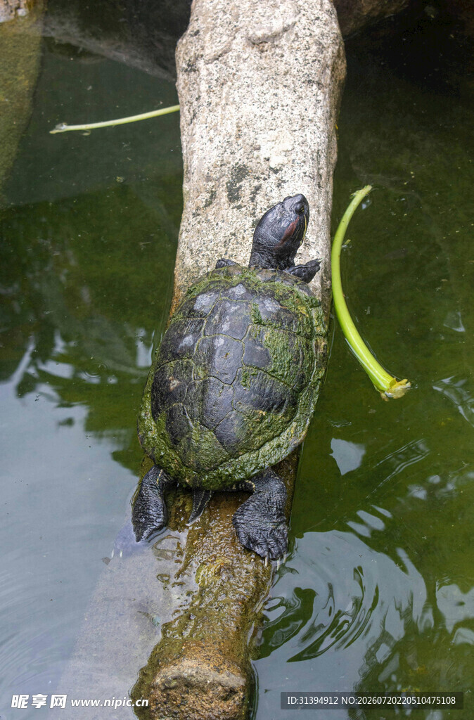 木上乌龟